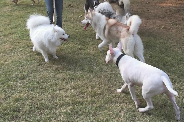 萨摩耶多少钱一只?