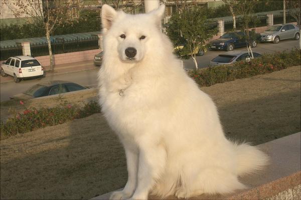 萨摩耶多少钱一只?