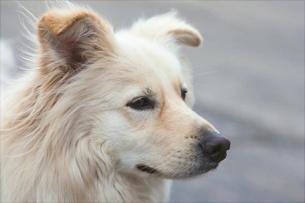 萨摩耶多少钱一只?