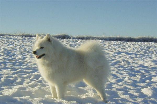 萨摩耶多少钱一只?