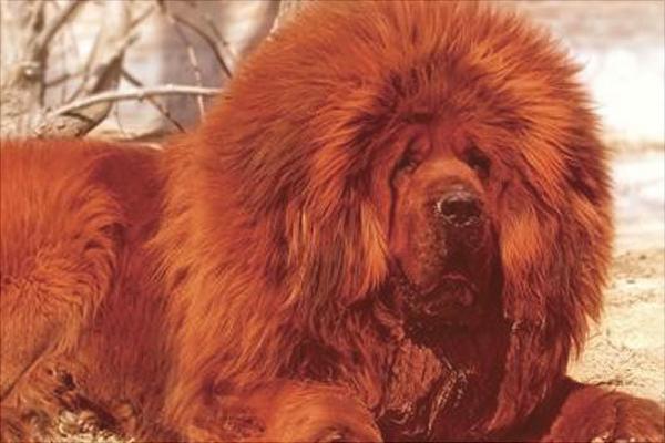 纯红藏獒多少钱一只?