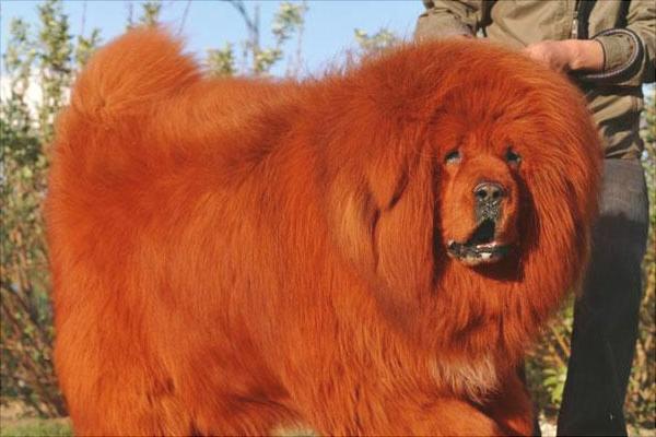 纯红藏獒多少钱一只?