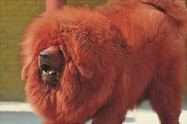 纯红藏獒多少钱一只?