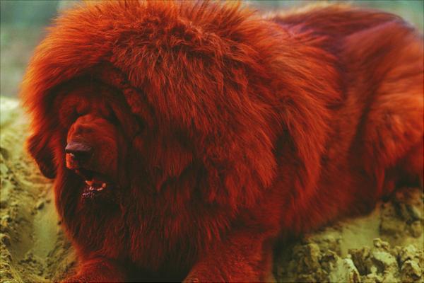 纯红藏獒多少钱一只?