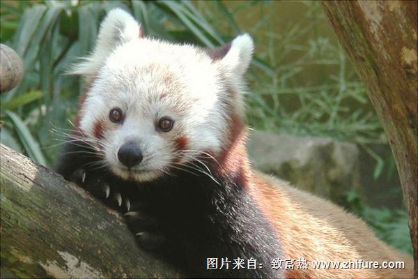 水貂和雪貂的区别是什么?