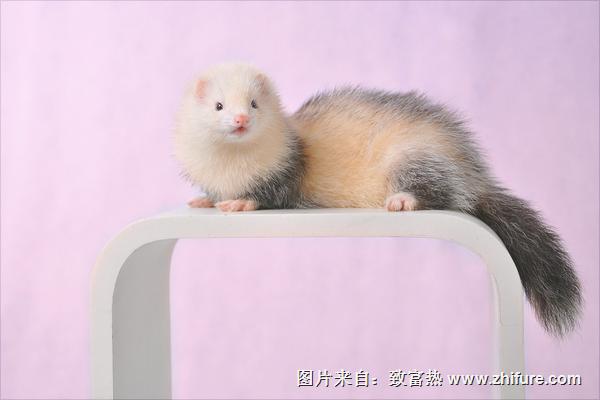 水貂和雪貂的区别是什么?