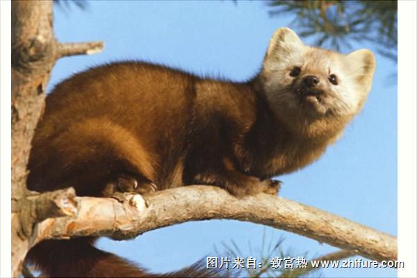 水貂和雪貂的区别是什么?