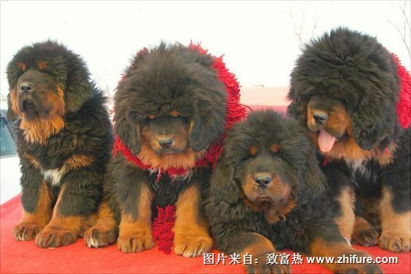 藏獒幼仔多少钱一只?