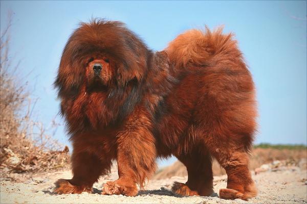 藏獒幼仔多少钱一只?