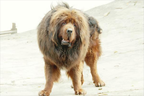 藏獒幼仔多少钱一只？