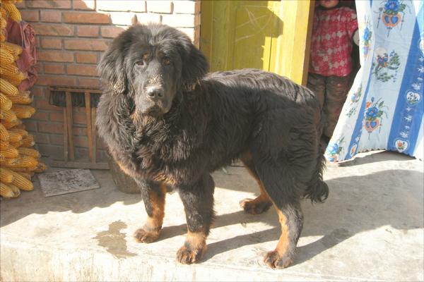 藏獒幼仔多少钱一只?