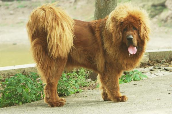 藏獒幼仔多少钱一只?