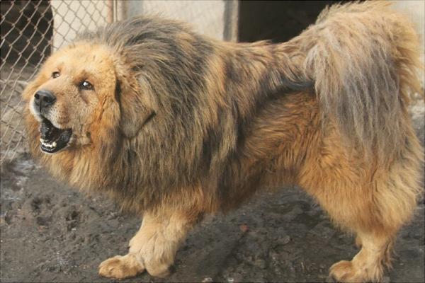 藏獒幼仔多少钱一只?