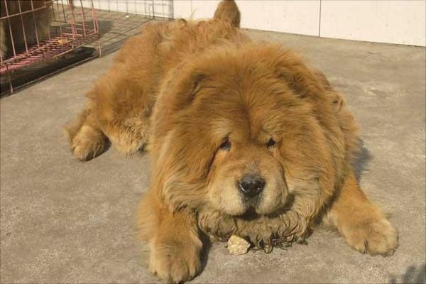 松狮价格多少钱一只?