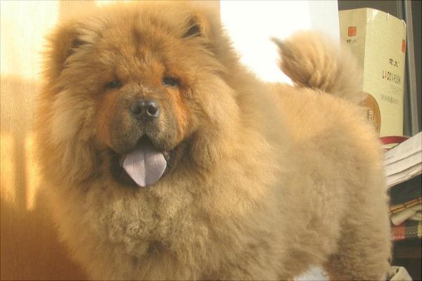 松狮价格多少钱一只?