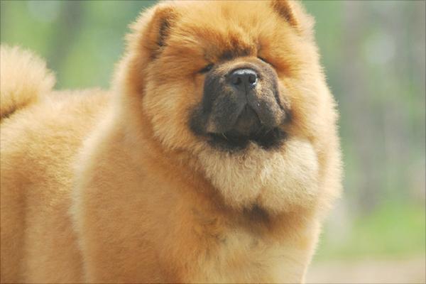 松狮价格多少钱一只?