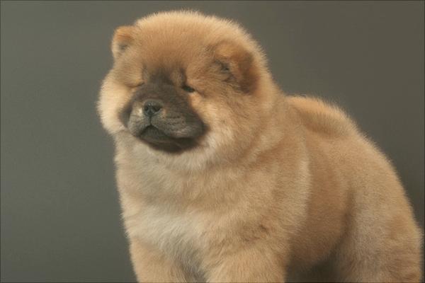 松狮价格多少钱一只?