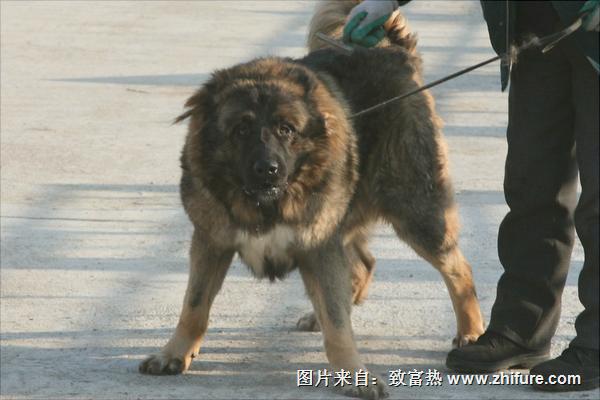 高加索犬价格多少钱一只?