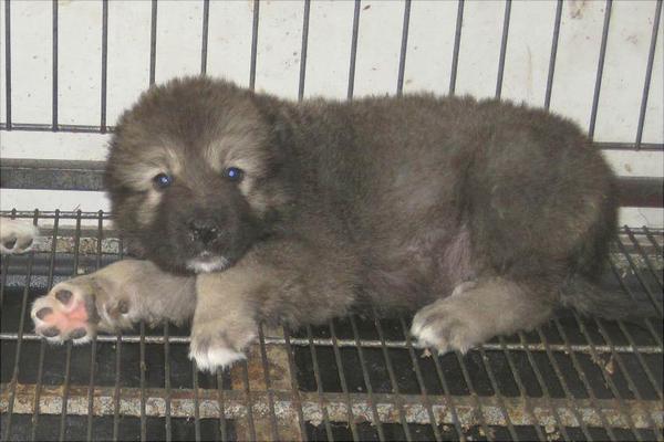 高加索犬价格多少钱一只?