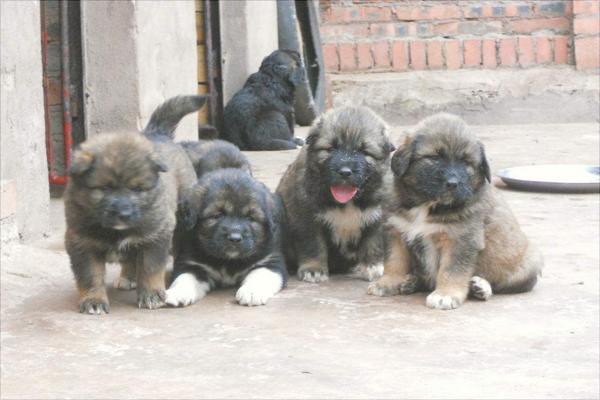 高加索犬价格多少钱一只?