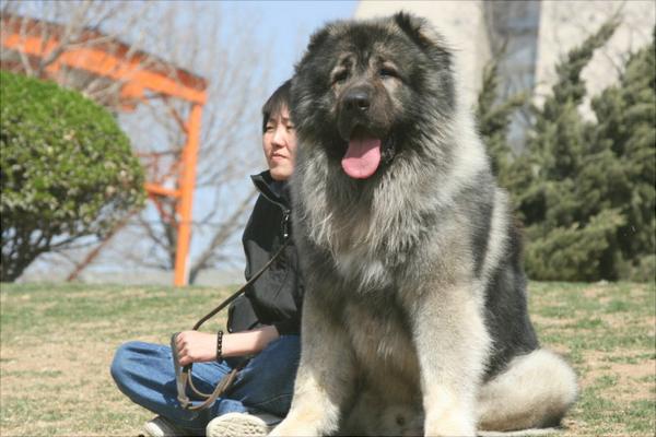 高加索犬价格多少钱一只?