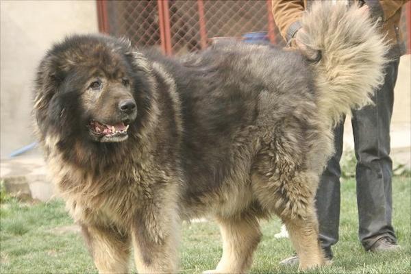 高加索犬价格多少钱一只?