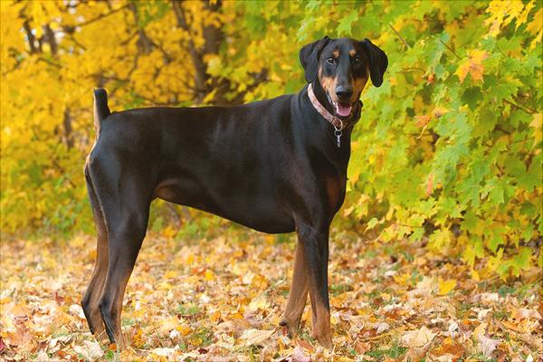 杜宾犬价格多少钱一只?