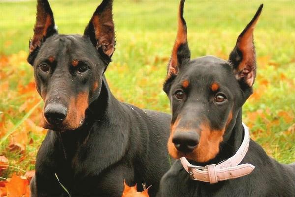 杜宾犬价格多少钱一只?