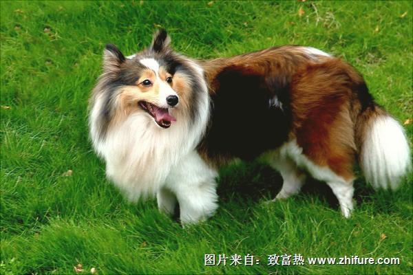 牧羊犬有哪些种类?