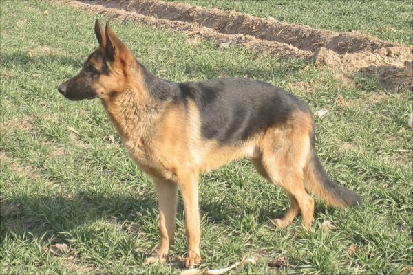 牧羊犬有哪些种类?