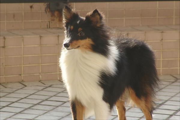 牧羊犬有哪些种类?