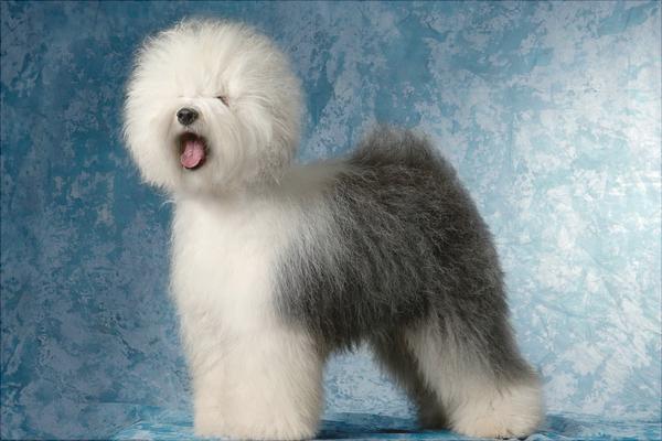 牧羊犬有哪些种类?