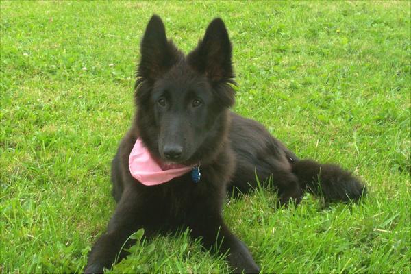 牧羊犬有哪些种类?