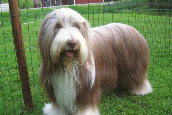 牧羊犬有哪些种类?