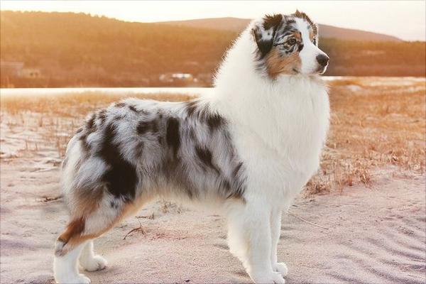 牧羊犬有哪些种类?