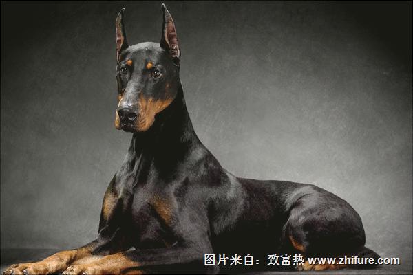 杜宾犬价格多少钱一只?
