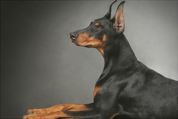 杜宾犬价格多少钱一只?