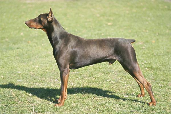 杜宾犬价格多少钱一只?