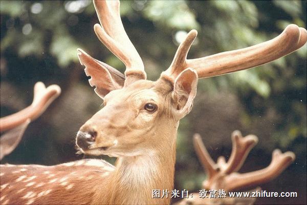 梅花鹿鹿茸价格多少钱？