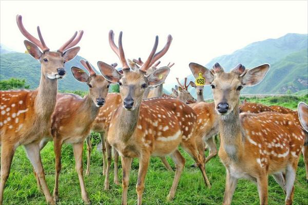 梅花鹿鹿茸价格多少钱?