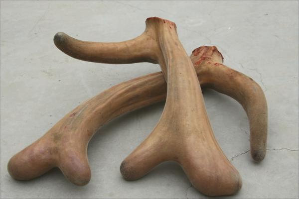 梅花鹿鹿茸价格多少钱?