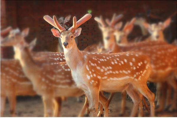 梅花鹿鹿茸价格多少钱?