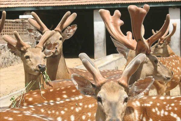 梅花鹿鹿茸价格多少钱?