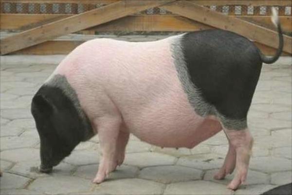 小香猪价格多少钱一只?