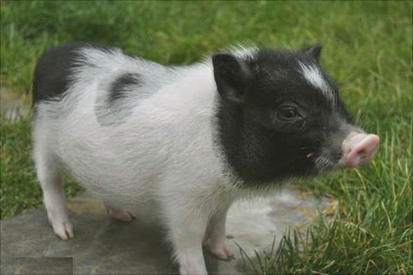 小香猪价格多少钱一只?