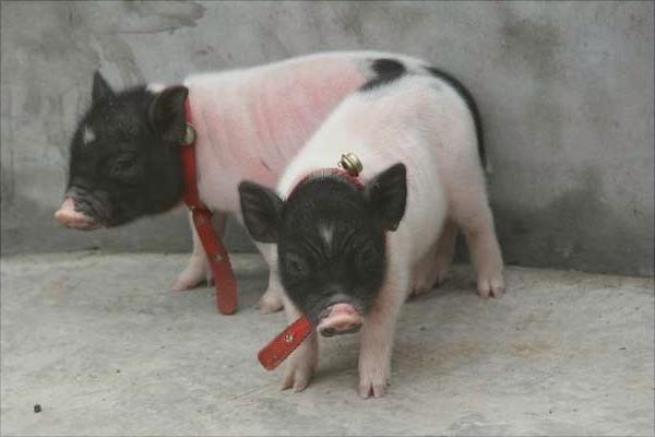 小香猪价格多少钱一只?