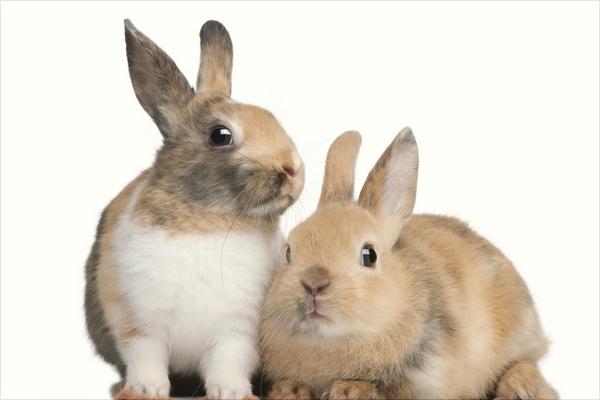 兔子的寿命有多长?