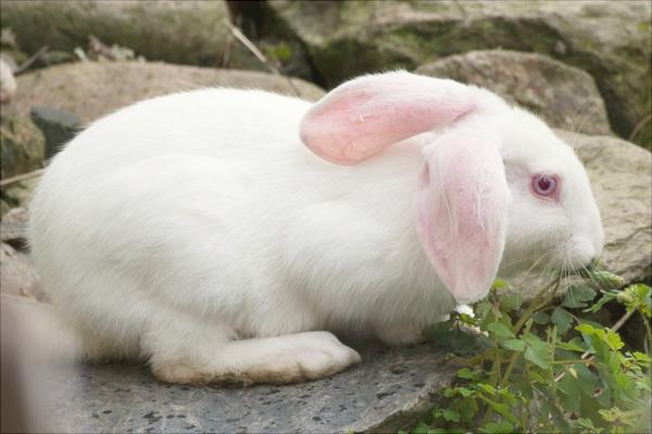兔子的寿命有多长?