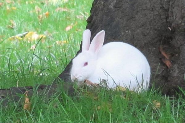 兔子的寿命有多长?