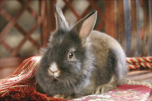 兔子的寿命有多长?